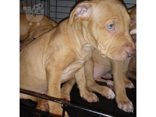 PoulaTo: Abkc Ch Γραμμή ποιότητας American Bully Puppies